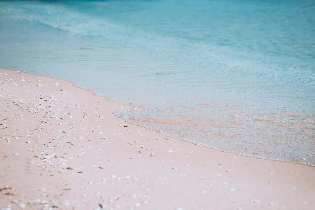 Seashells in the Mary Mcleod Bethune Beach Park