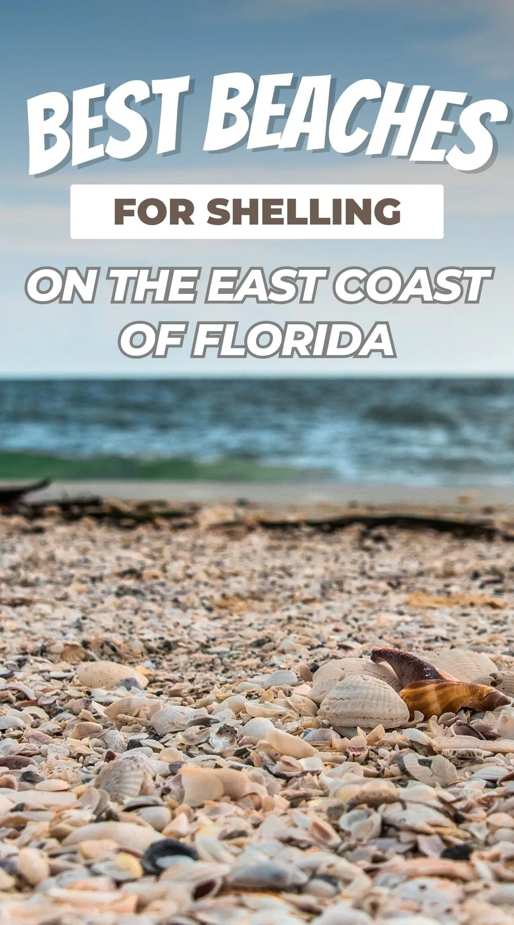 shell-covered beach in Florida