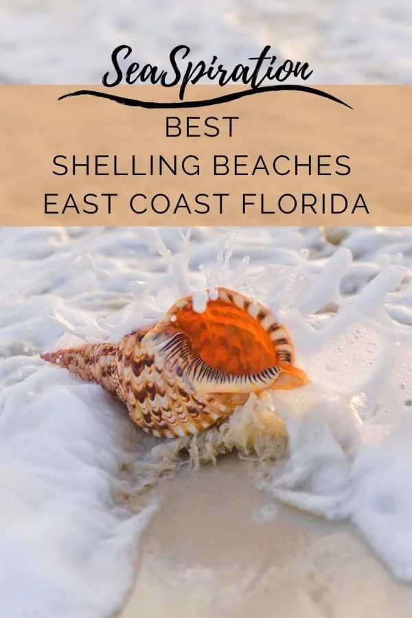 Shelling beaches East Coast Florida