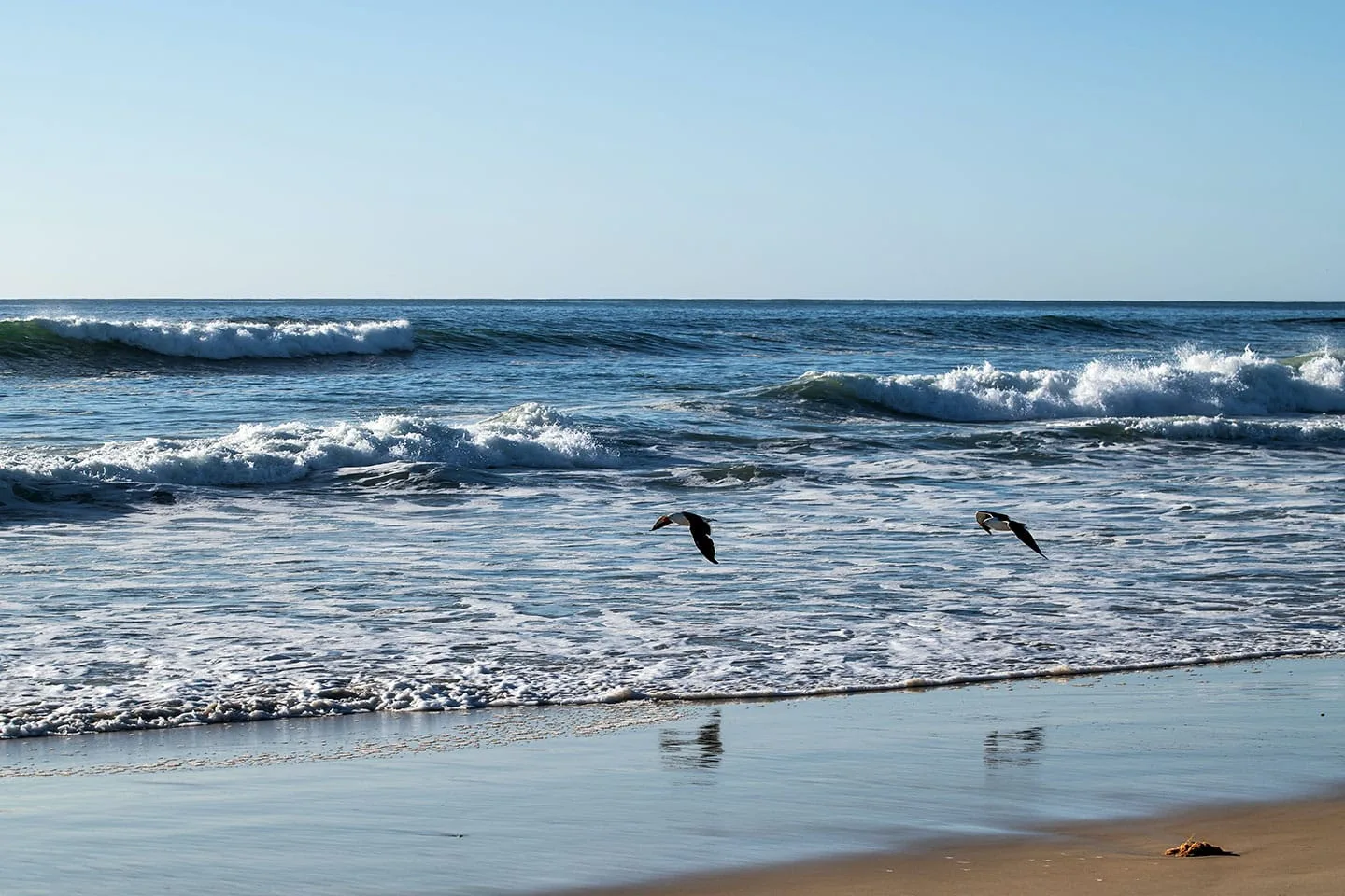 Birds over the ocean
