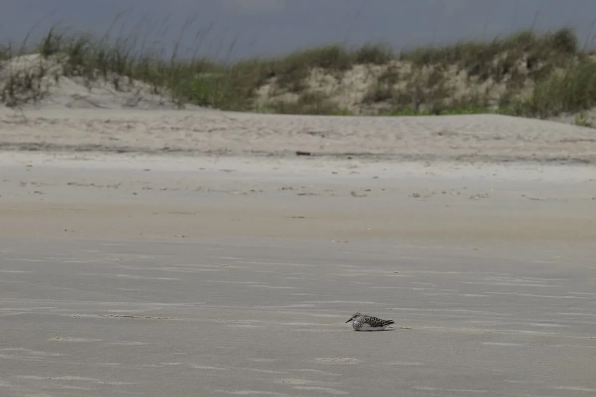 bird resting on the clear sand at Huntington Beach State Park
