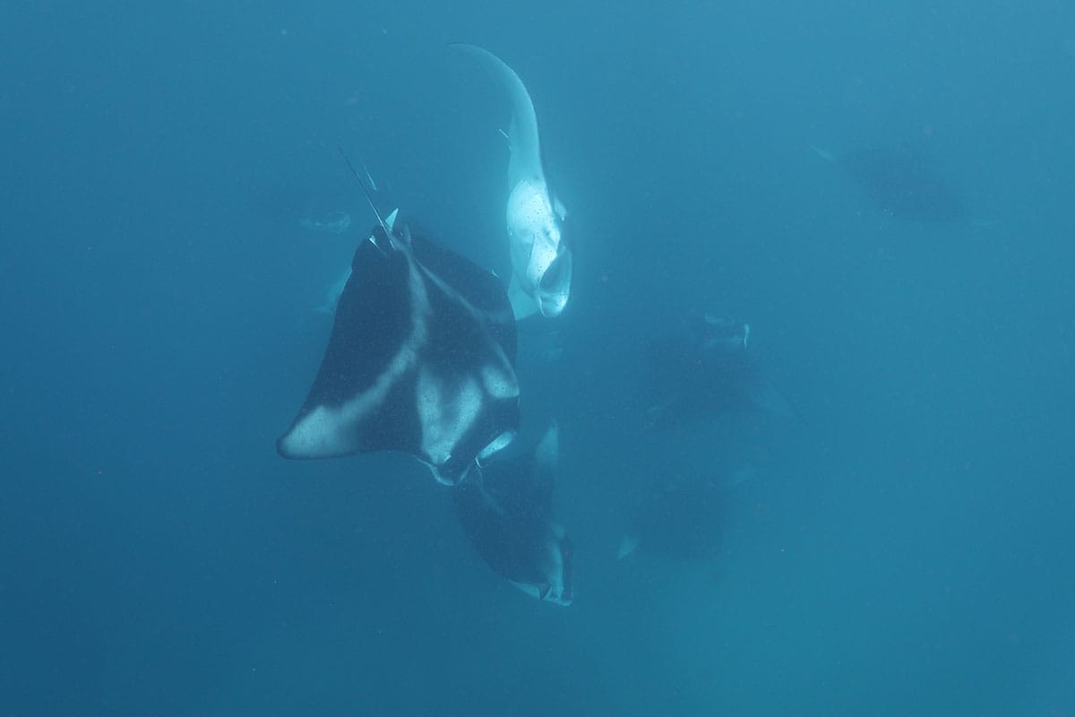 manta rays in the Maldives feeding on plankton
