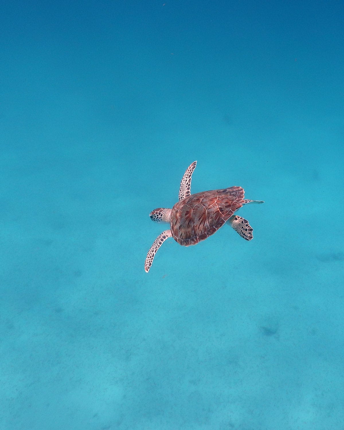 spotted a sea turtle in Aruba