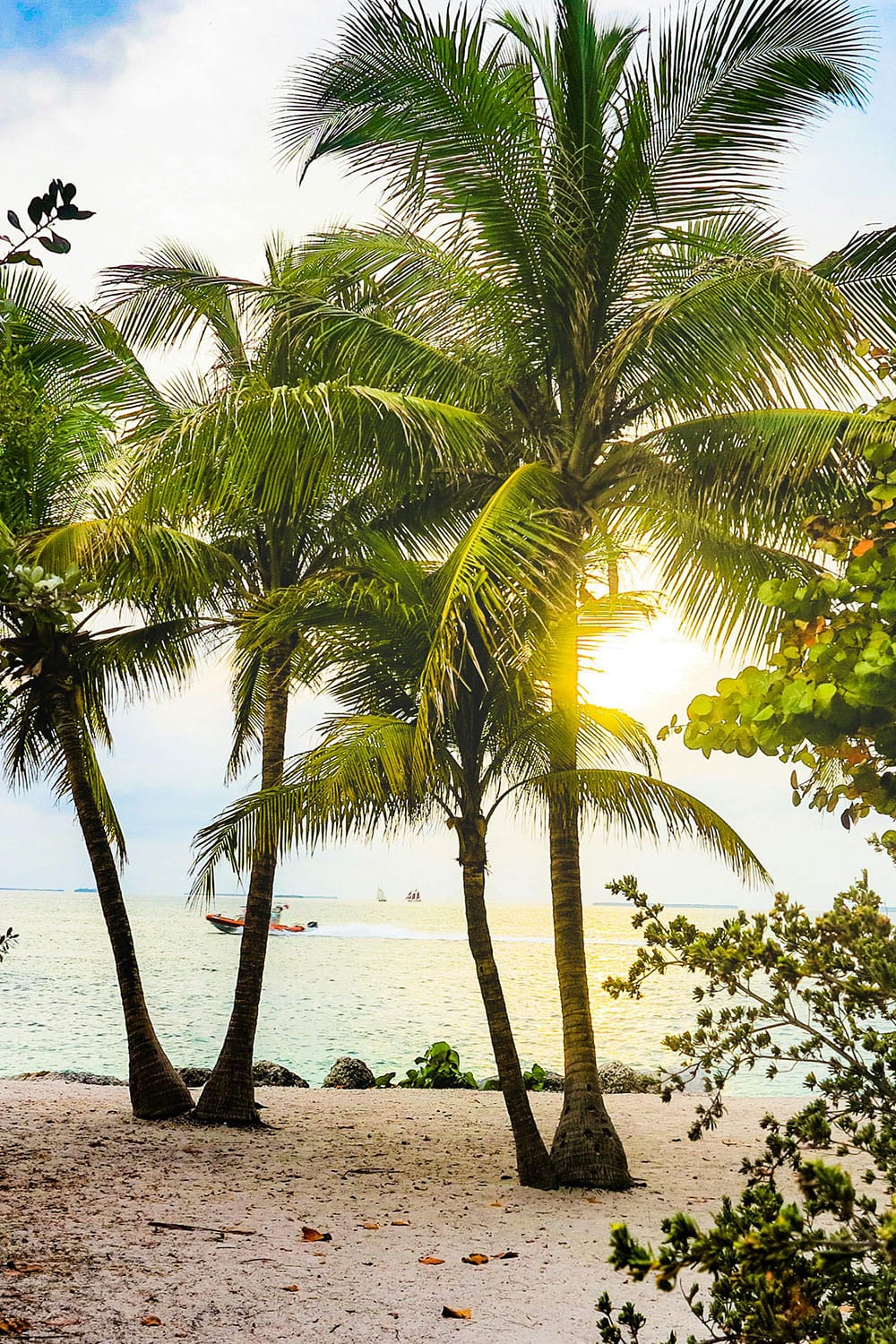 sun shines through palm trees on the beach in Key West