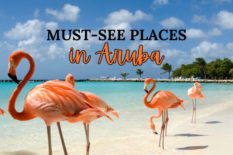 flamingos on the beach in Aruba