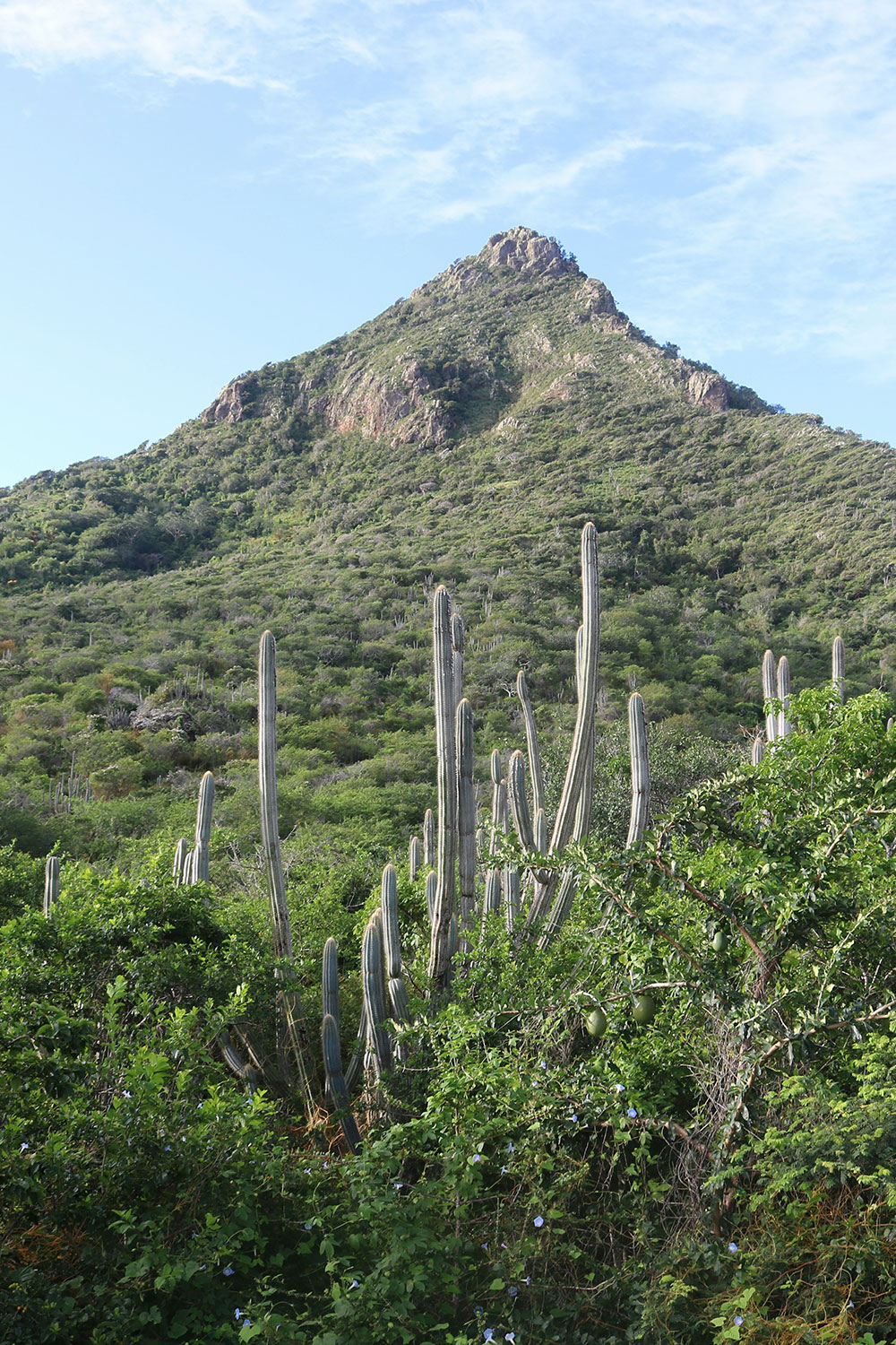 Christiffelberg in Curacao covered in lush greenery