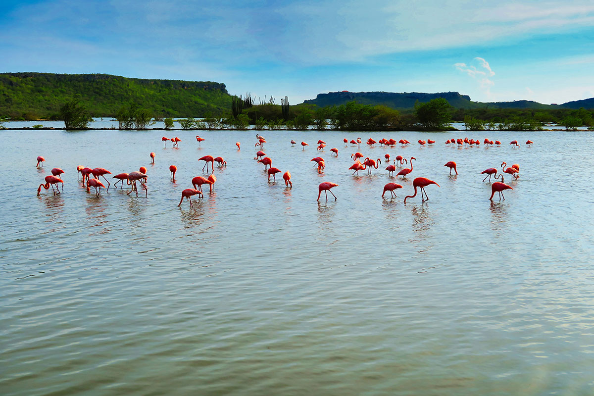 group of flamingos on Willembrordus lake in Curacao