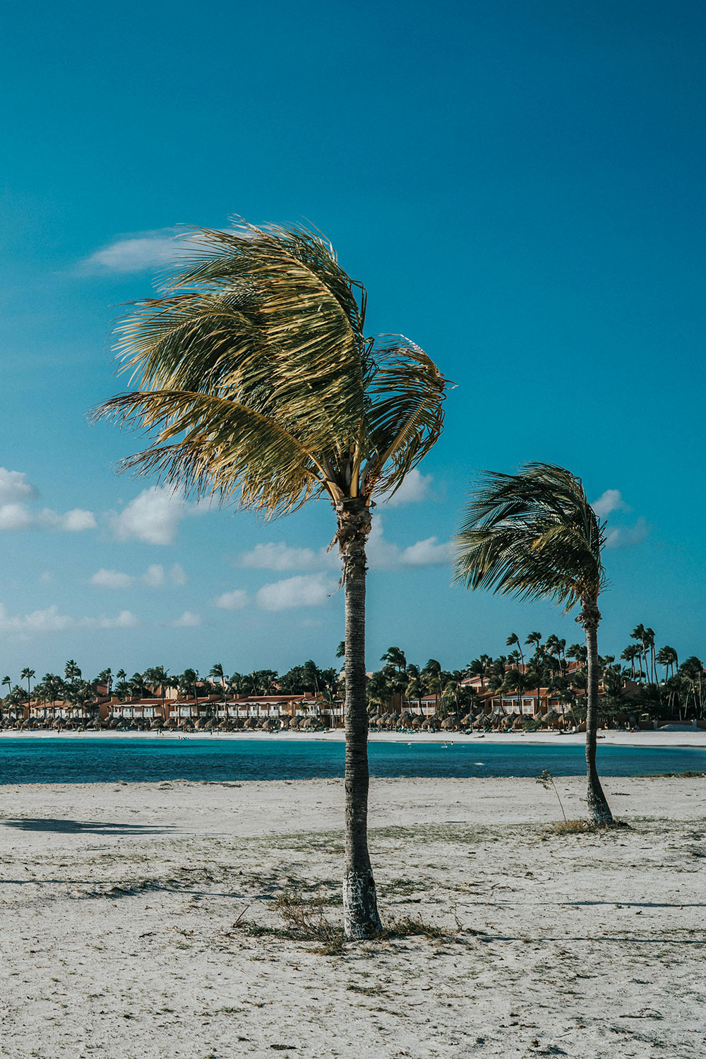 Palm trees standing near the sea on Eagle Beach in Aruba