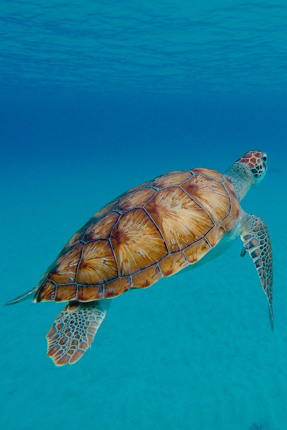sea turtle underwater in clear water in Curacao
