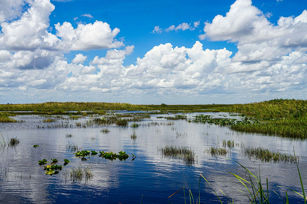 wetland ecosystem in the Everglades National Park in Florida