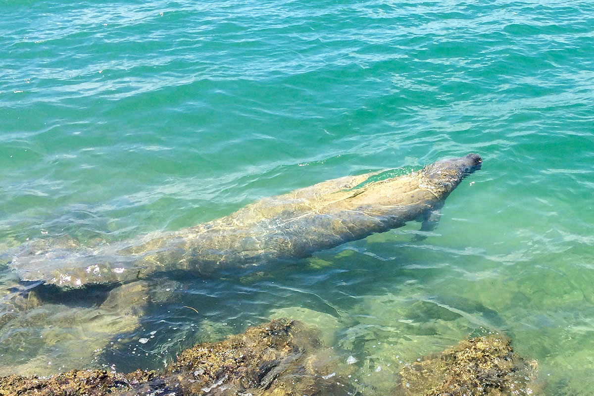 manatee swimming in shallow, clear water