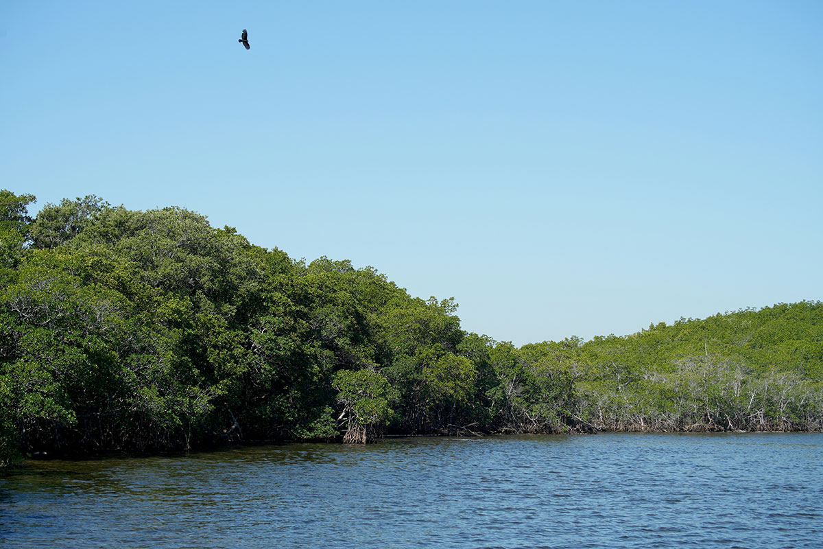 a bird flying over mangrove forest in Biscayne Nation Park